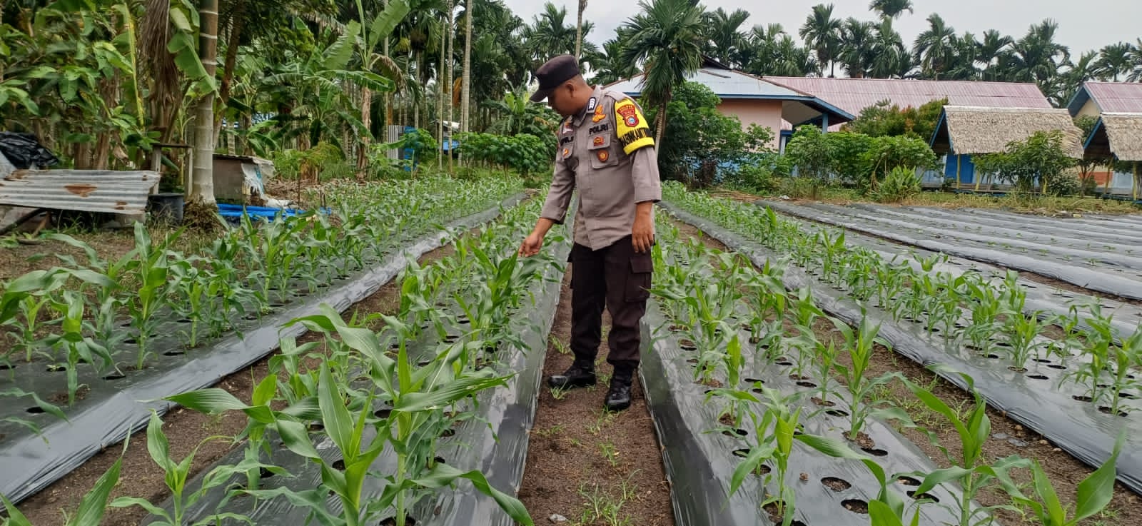 Babinkamtibmas Polsek Pelangiran Memantau Kondisi Fisik Tanaman Ketahanan Pangan
