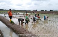Koramil 03/Tempuling melaksanakan pendampingan tanam padi di Kelompok Tani Makmur