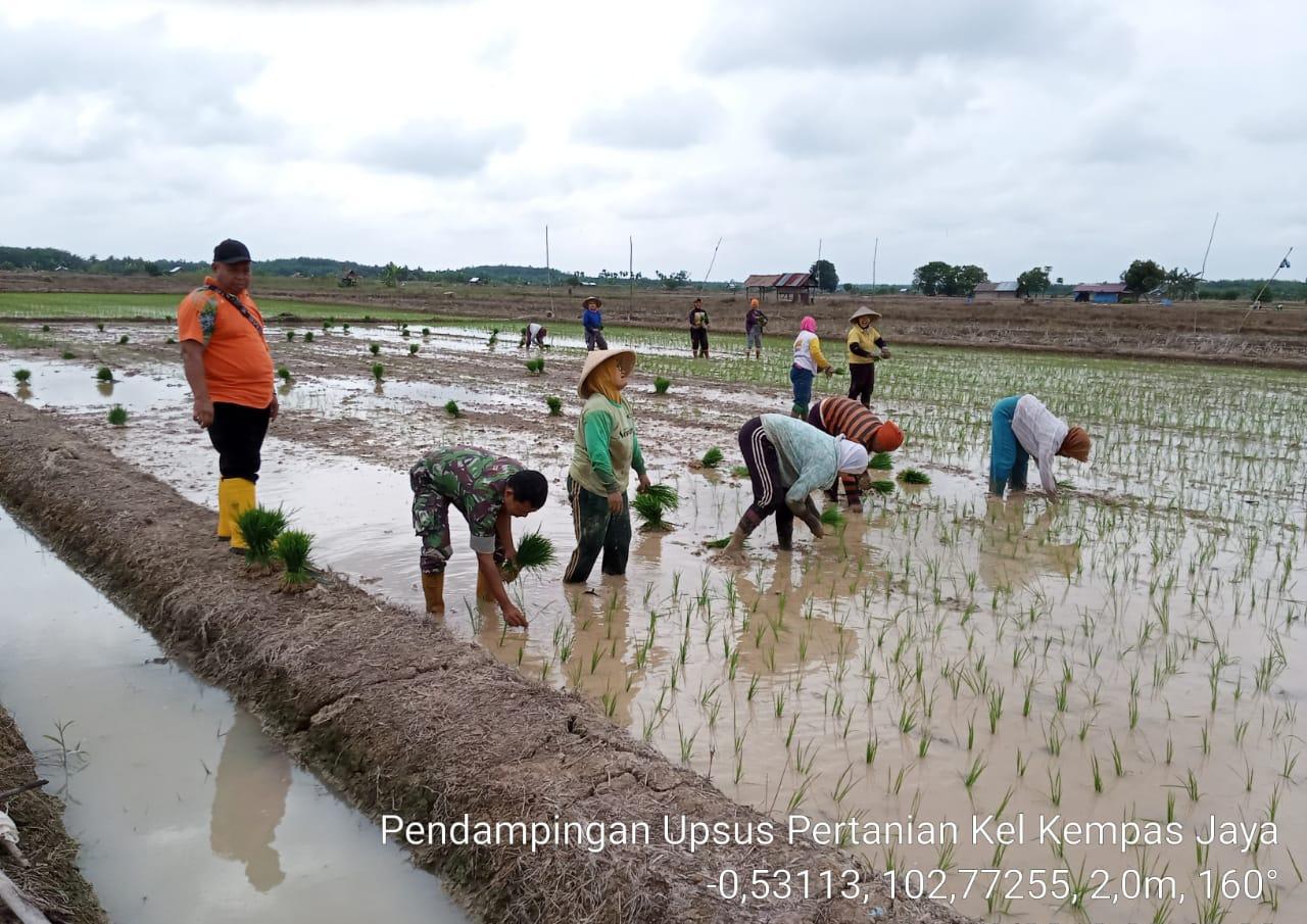 Koramil 03/Tempuling melaksanakan pendampingan tanam padi di Kelompok Tani Makmur