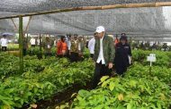 Tanam Rumput Vetiver, Presiden Jokowi: Agar Lahan-Lahan yang Ada Tidak Kritis