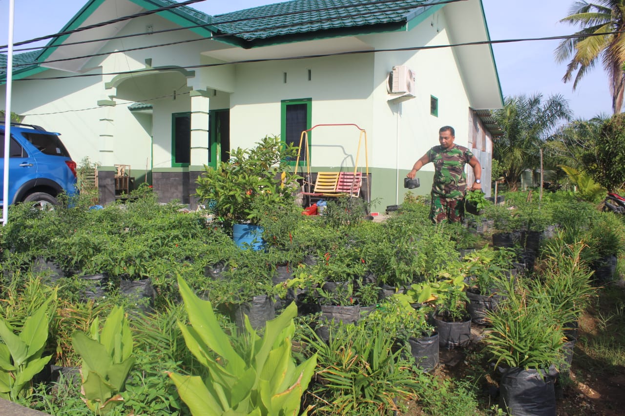 Koptu Adri Chandra, Babinsa Komando Rayon Militer (Koramil) 01/Tembilahan, Kodim 0314/Inhil memanfaatan lahan pekarangan rumah dinas Untuk Bercocok Tanam