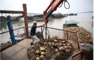 Sambu Group Tetap Beroperasi dan Membeli Kelapa dari Petani