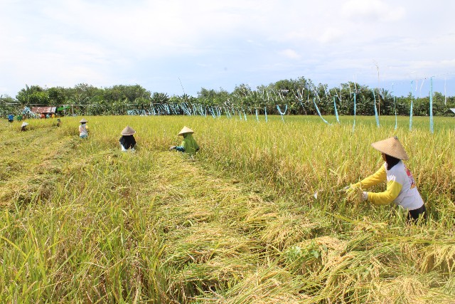 Disaksikan Menteri Pertanian Petani Inhil Tetap Panen Padi Ditengah Wabah Corona