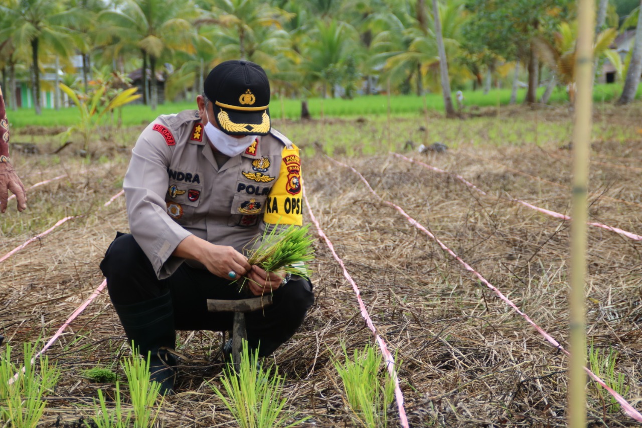 Polres Inhil Bantu Tanam Padi, Masyarakat Ucapkan Terimakasih