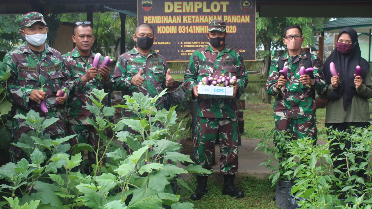 Kodim 0314/Inhil melaksanakan panen perdana demplot ketahanan pangan