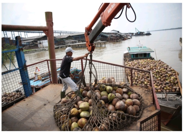 Tidak Benar Sambu Group Stop Terima Kelapa Bulat  dari 