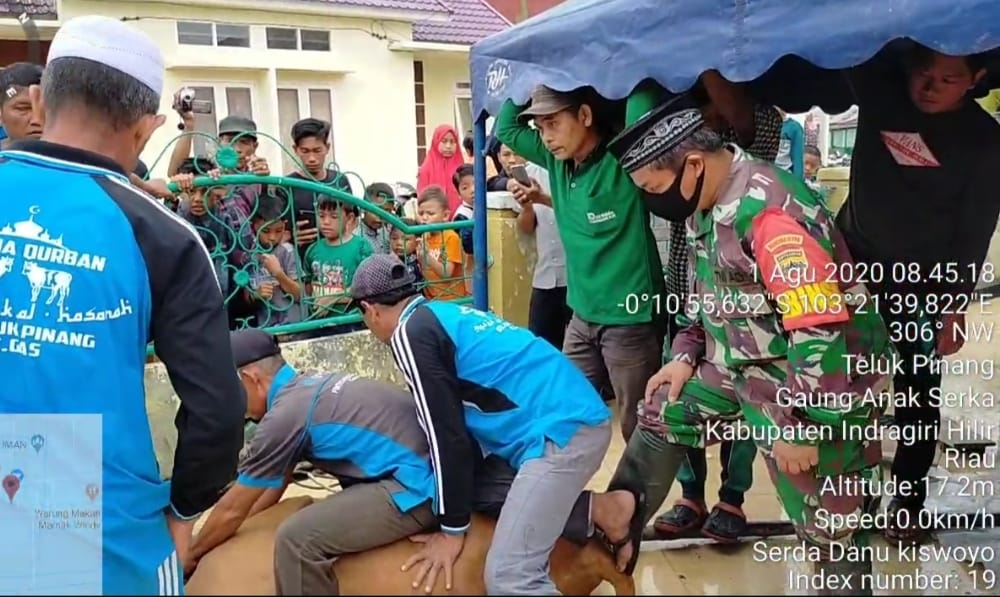 Di Hari Kedua Idul Adha 1441 H Babinsa Kel . Teluk pinang dampingi penyembelihan hewan Qurban.