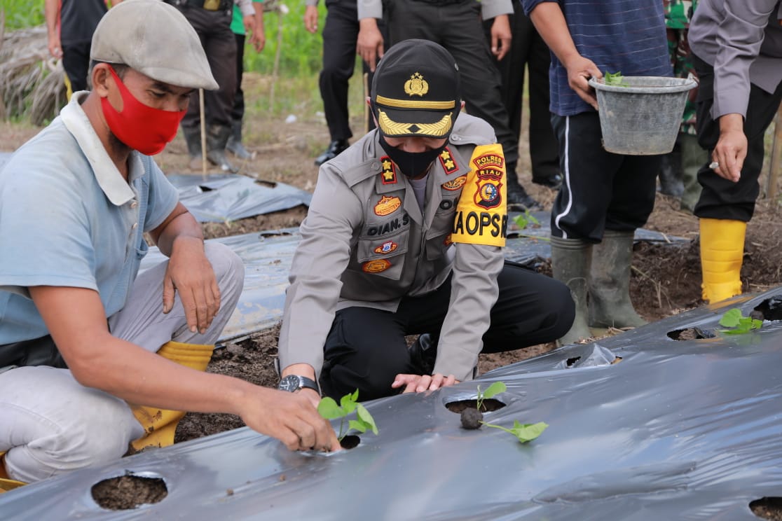 Kapolres Inhil beserta jajaran melaksanakan penanaman bibit palawija program Polda Riau Jaga Kampung