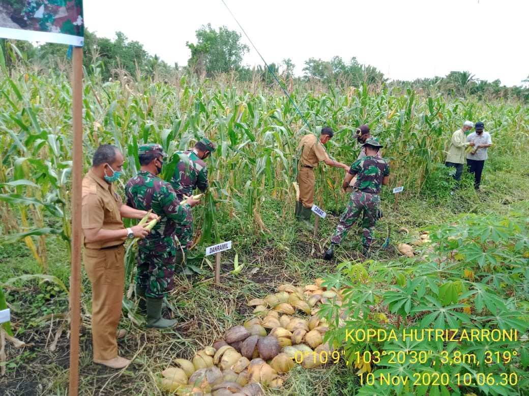 Danramil 05/Gaung Anak Serka Kodim 0314/Inhil Menyaksikan panen Jagung Demplot ketahanan Pangan