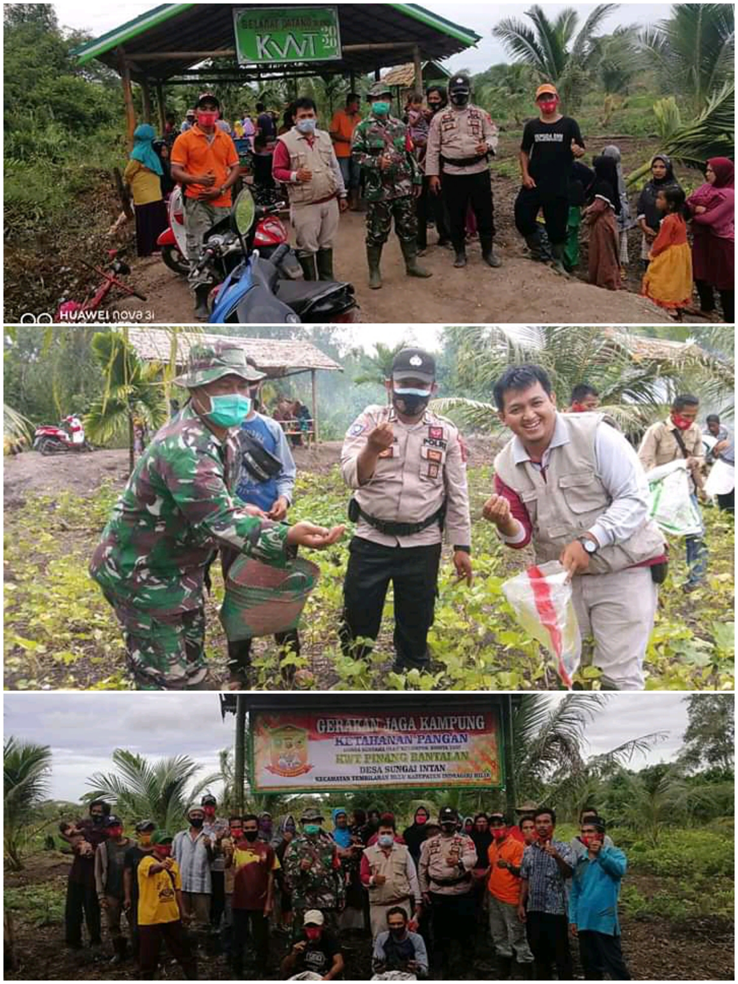 Desa Sungai Intan Panen Kacang Hijau Program Gerakan Jaga Kampung Dalam Rangka Ketahanan Pangan