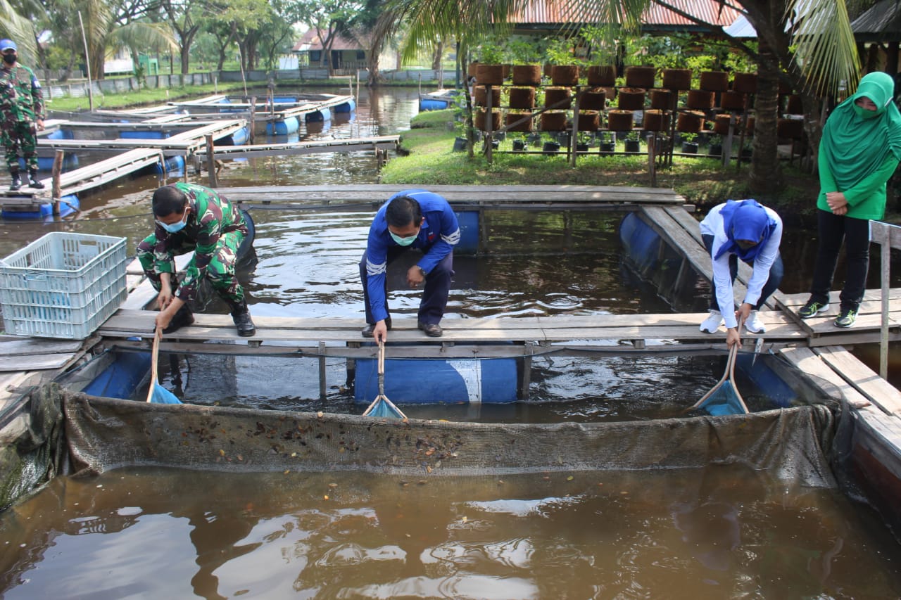 PT. PJB PLTU Tembilahan Bersama Kodim 0314/Inhil Melaksanakan Panen Ikan Lele Hasil Budidaya Keramba Apung