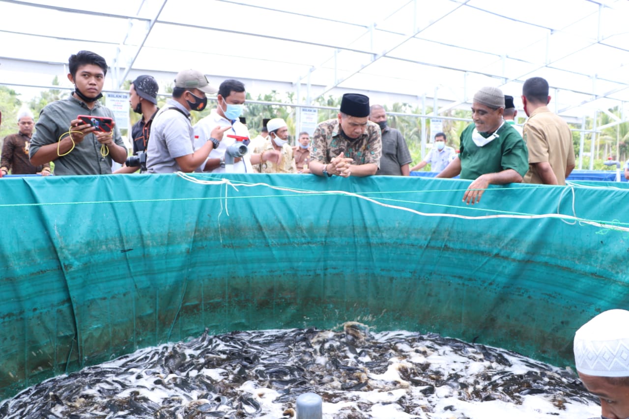 Ketua DPRd Inhil Lakukan Panen Perdana Ikan Lele