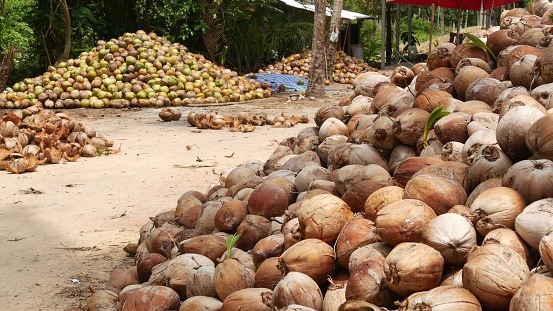 Penyesuaian Pembelian Kelapa Sambu Group