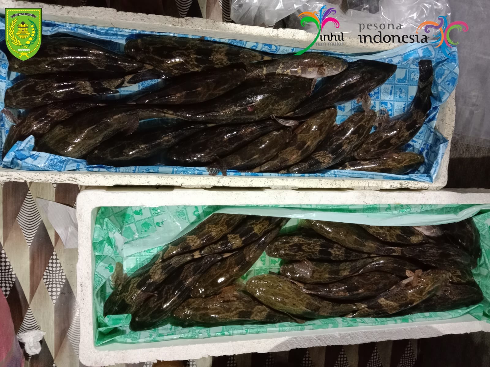 Dipercaya Kaya Akan Manfaat, Kamu Harus Cobain Ikan Bakot