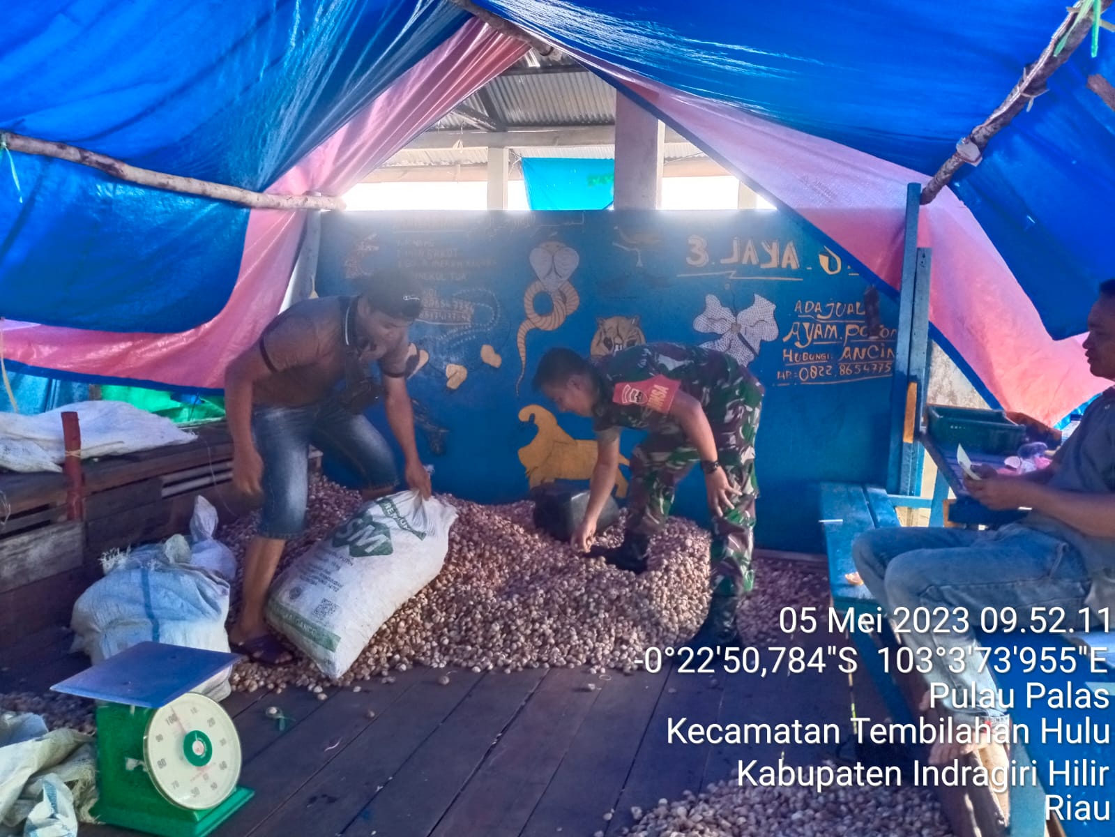 Babinsa Pulau Palas Pantau Situasi Produksi Petani Pinang Lokal