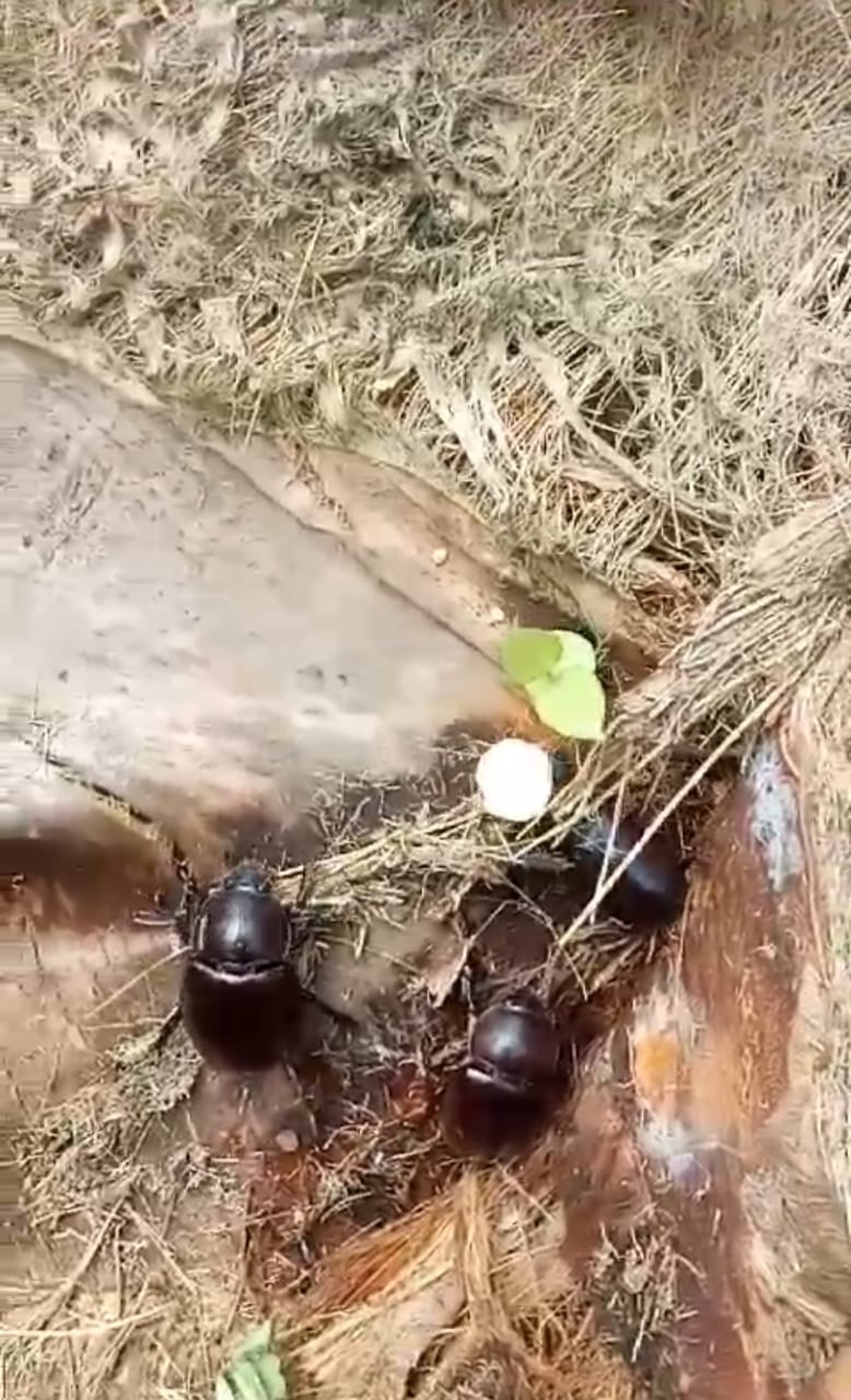 Berulah, Serangan Hama Kumbang yang Diduga Berasal dari PT. GIN Rusak Kebun Kelapa Masyarakat Desa Bantaiyan