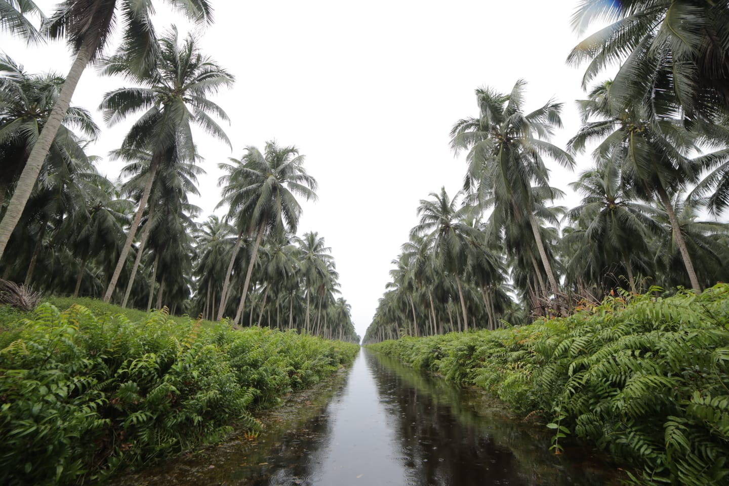 Sambu Group Menyatukan Nilai untuk Menumbuhkan Masa Depan Industri Kelapa Indonesia dalam 58 Tahun Dedikasinya
