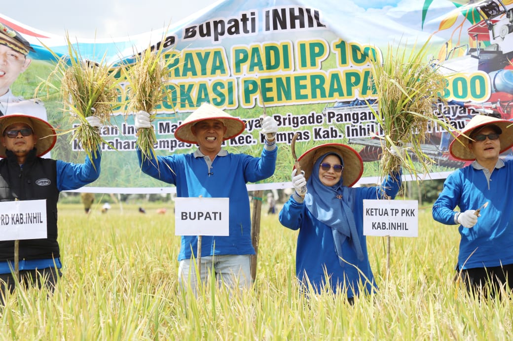 Bupati dan Ketua TP.PKK Inhil Panen Raya Padi Perdana Tanam IP 300 dan Panen IP 100