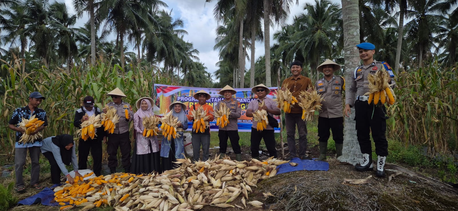 Dukung Ketahanan Pangan, Kapolsek Pelangiran Bersama Kades Panen Jagung Kuartal IV di Baung Rejo Jaya