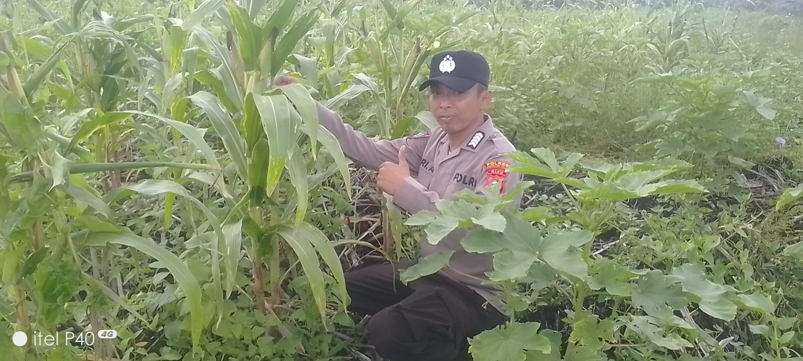 Polsek Concong Pastikan Kelancaran Program Jagung Monokultur Demi Sukseskan Ketahanan Pangan Nasional