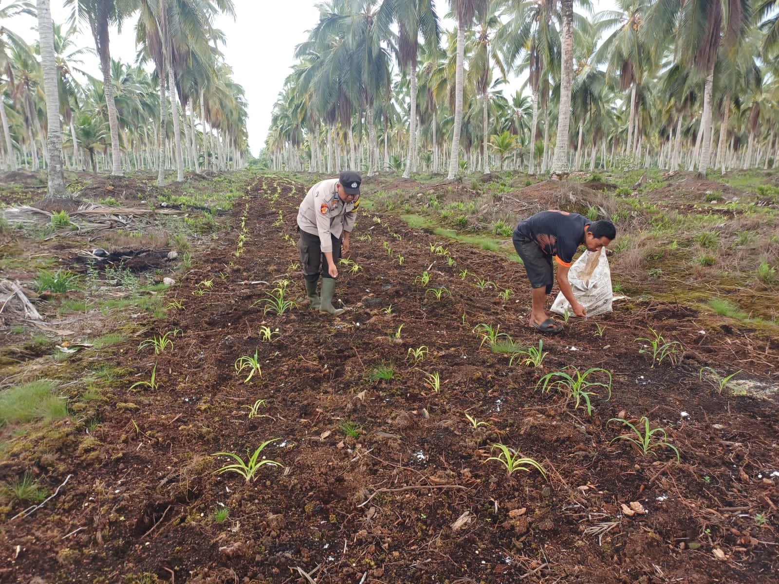 Optimalisasi Lahan Melalui Pemupukan, Babinkamtibmas Desa Hidayat Polsek Pelangiran Dampingi Petani Jagung
