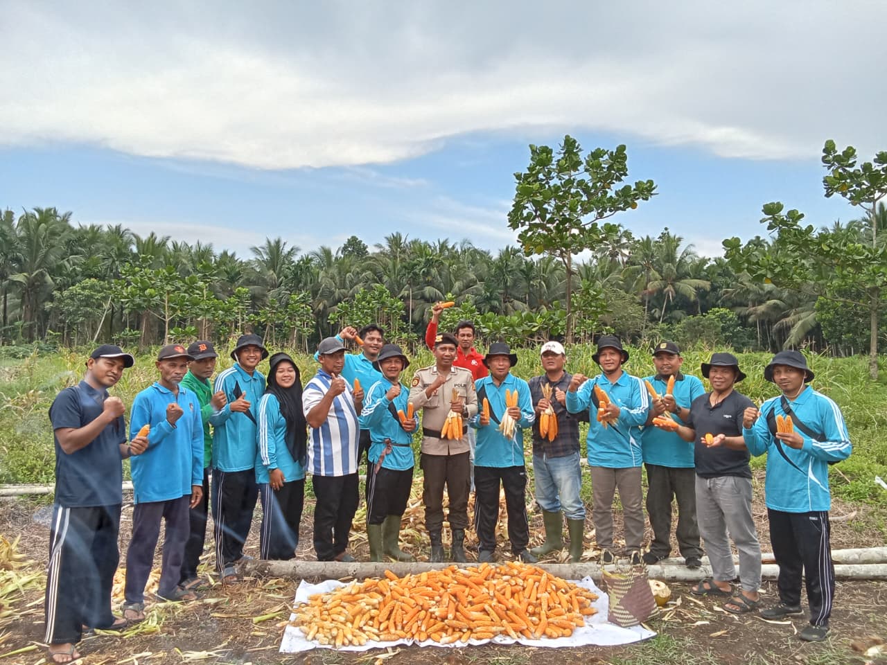 Polsek Enok Dukung Ketahanan Pangan Melalui Panen Perdana Jagung di Desa Jaya Bakti