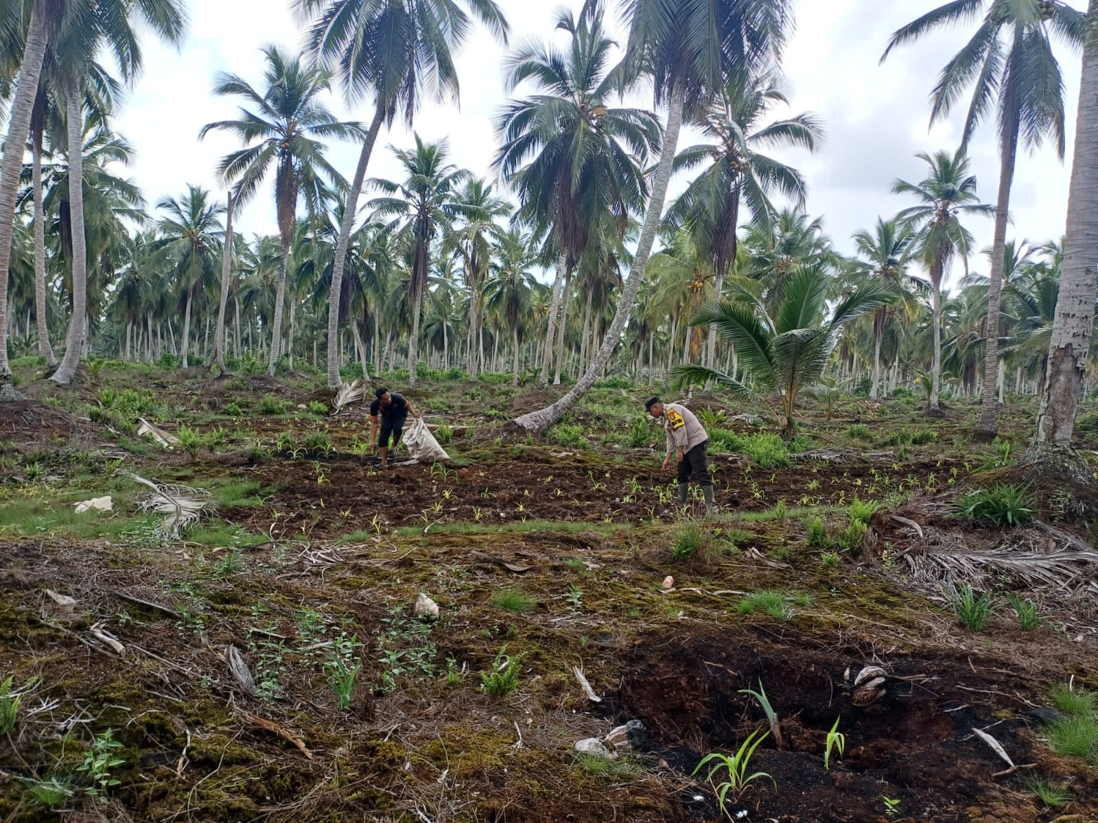 Dukung Swasembada Pangan 2026, Bhabinkamtibmas Pelangiran Dampingi Pemupukan Jagung di Desa Catur Karya