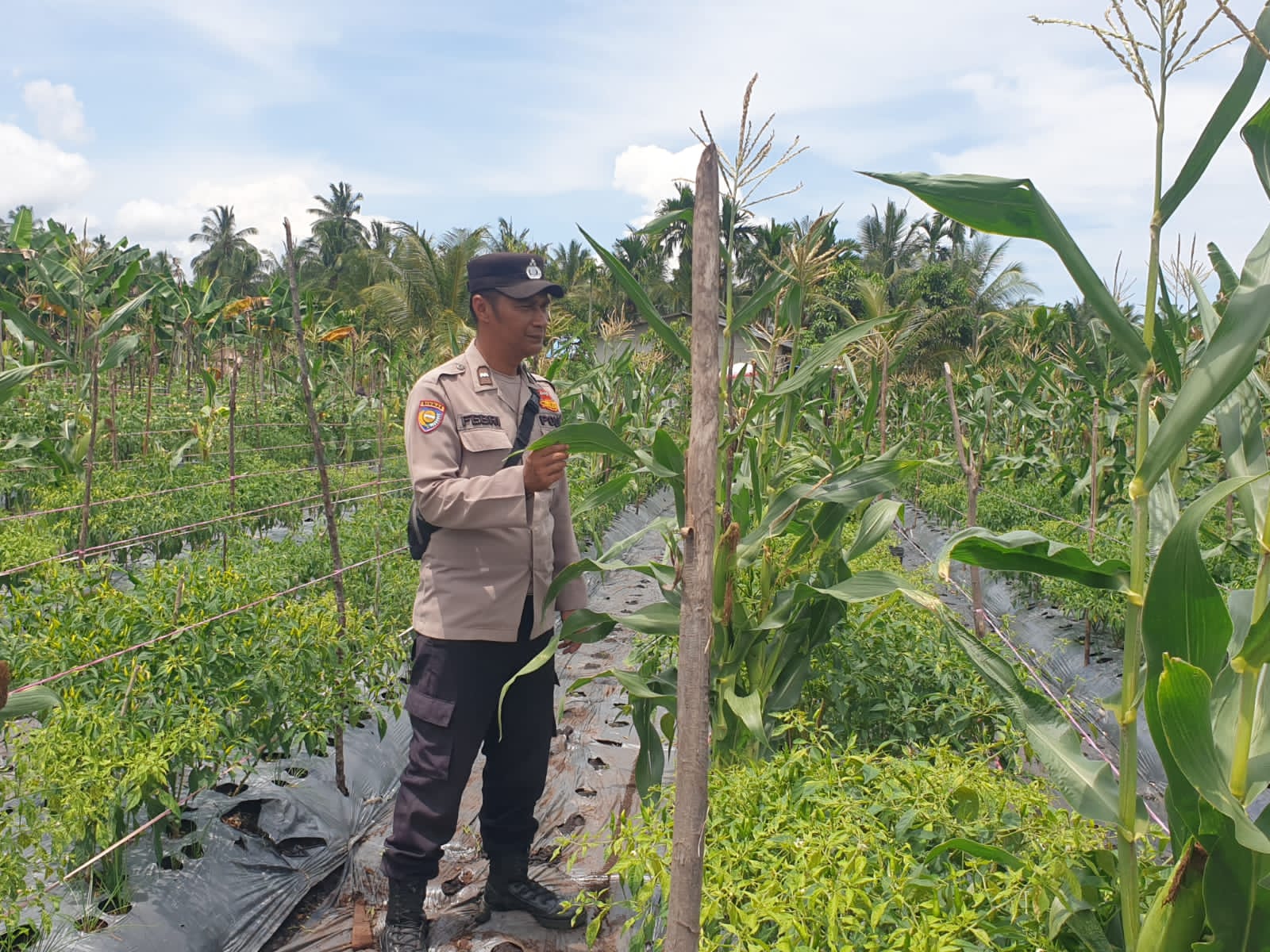 Babinkamtibmas Desa Pulau Burung Laksanakan Pengecekkan Perkembangan Tanaman Jagung