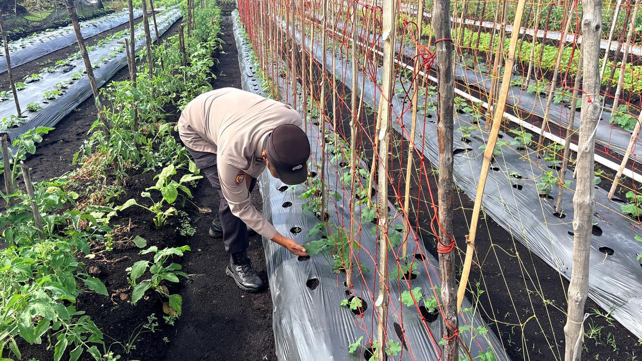 Dukung Ketahanan Pangan, Kanit Binmas Polsek Pulau Burung Temui Kelompok Tani Hortikultura