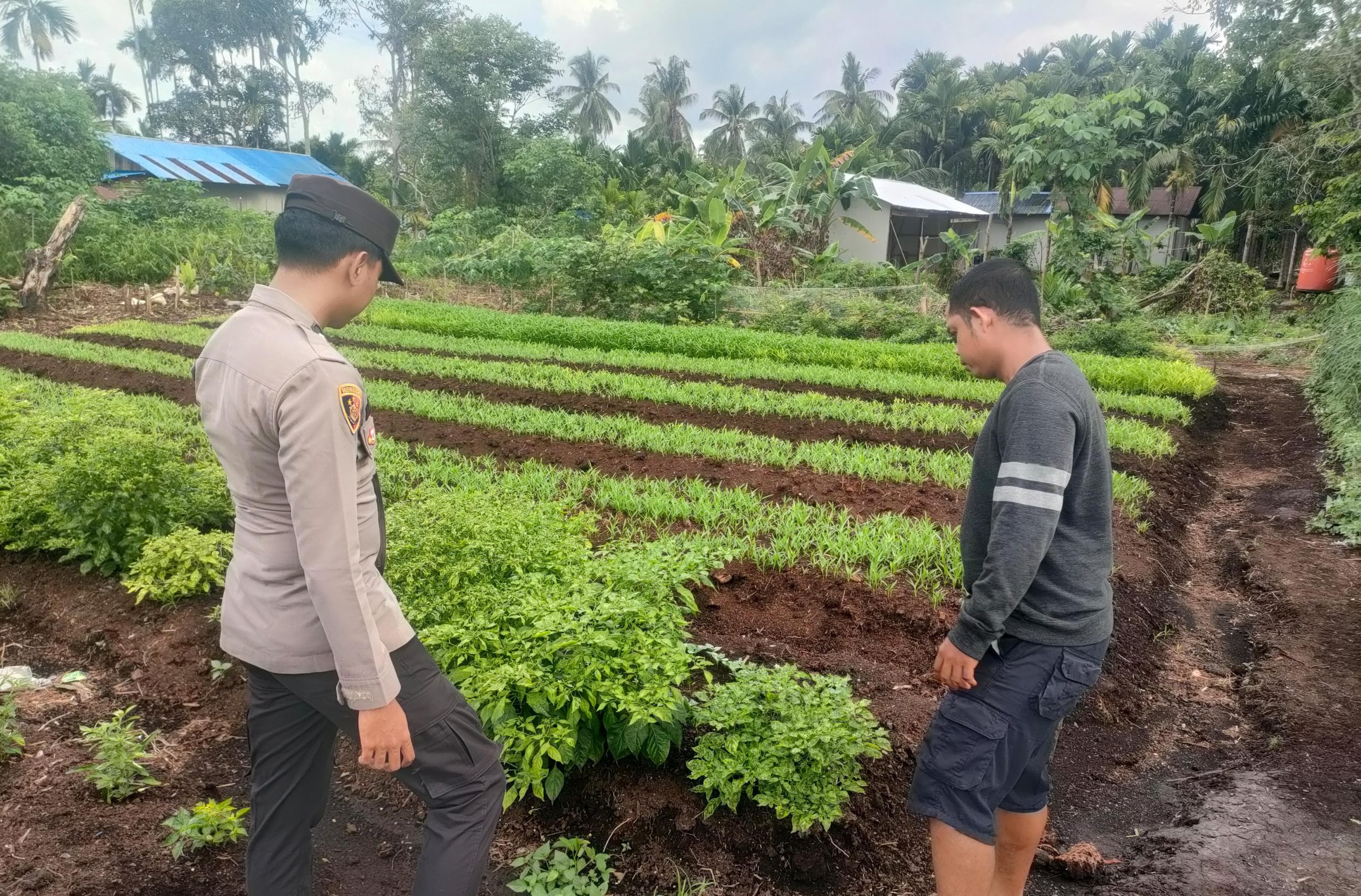 Dukung Swasembada Pangan, Personel Polsek Pulau Burung Kawal Analisis Finansial Budidaya Cabe di Desa Binaan
