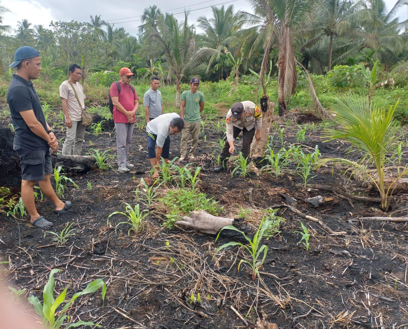 Sinergi Polri-Desa Teluk Bunian, Bhabinkamtibmas dan Perangkat Desa Gotong Royong Pantau Kesehatan Tanaman Jagung