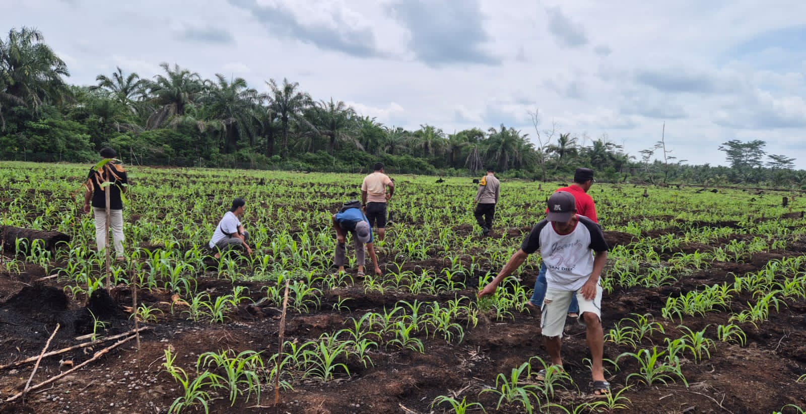 Babinkamtibmas Polsek Pelangiran Terapkan Early System Penanganan Tanaman Jagung