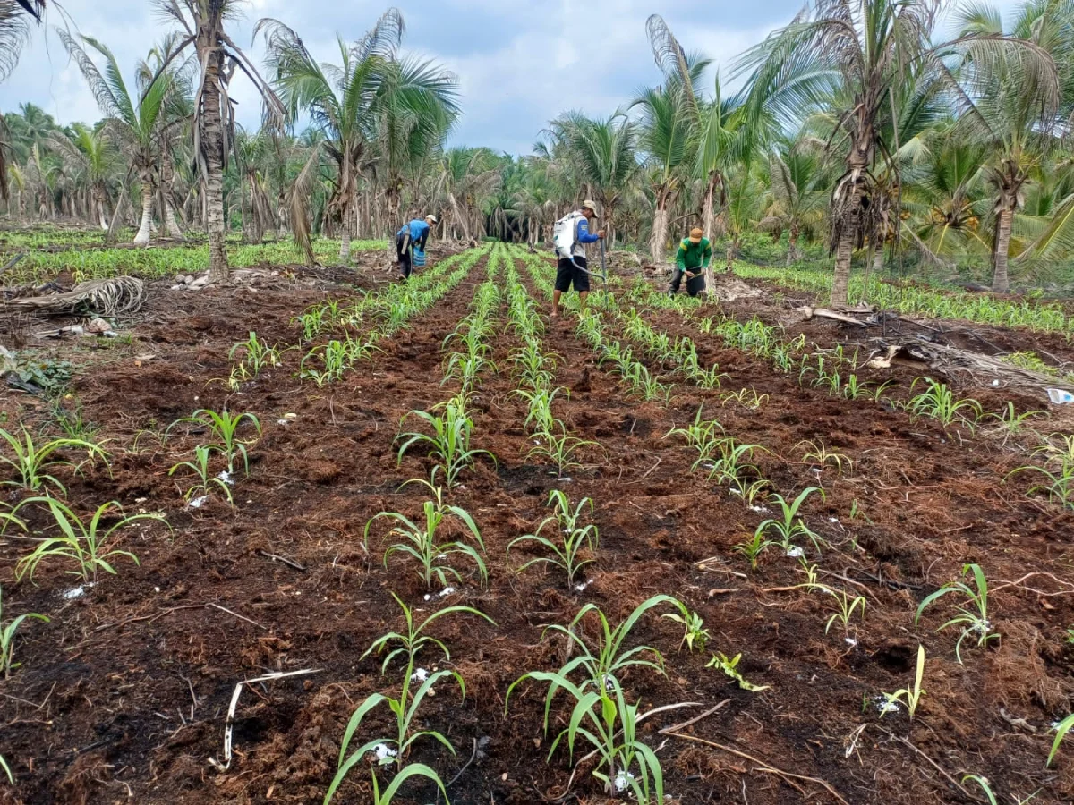 Bhabinkamtibmas Polsek Pelangiran Pantau Jagung Usia 4 Minggu di Catur Karya, Kapolsek Dukung Ketahanan Pangan Desa