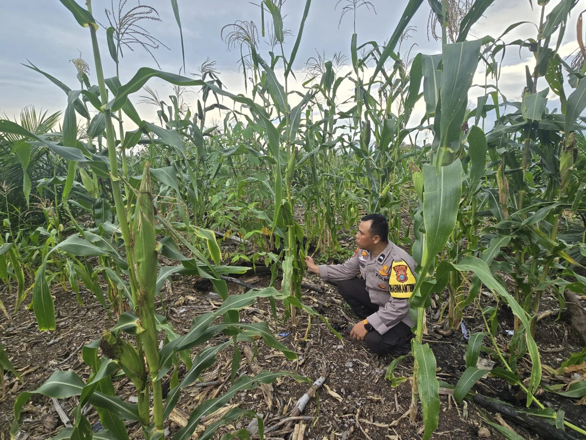 Bhabinkamtibmas Tanjung Simpang Optimalisasi Pertumbuhan Jagung