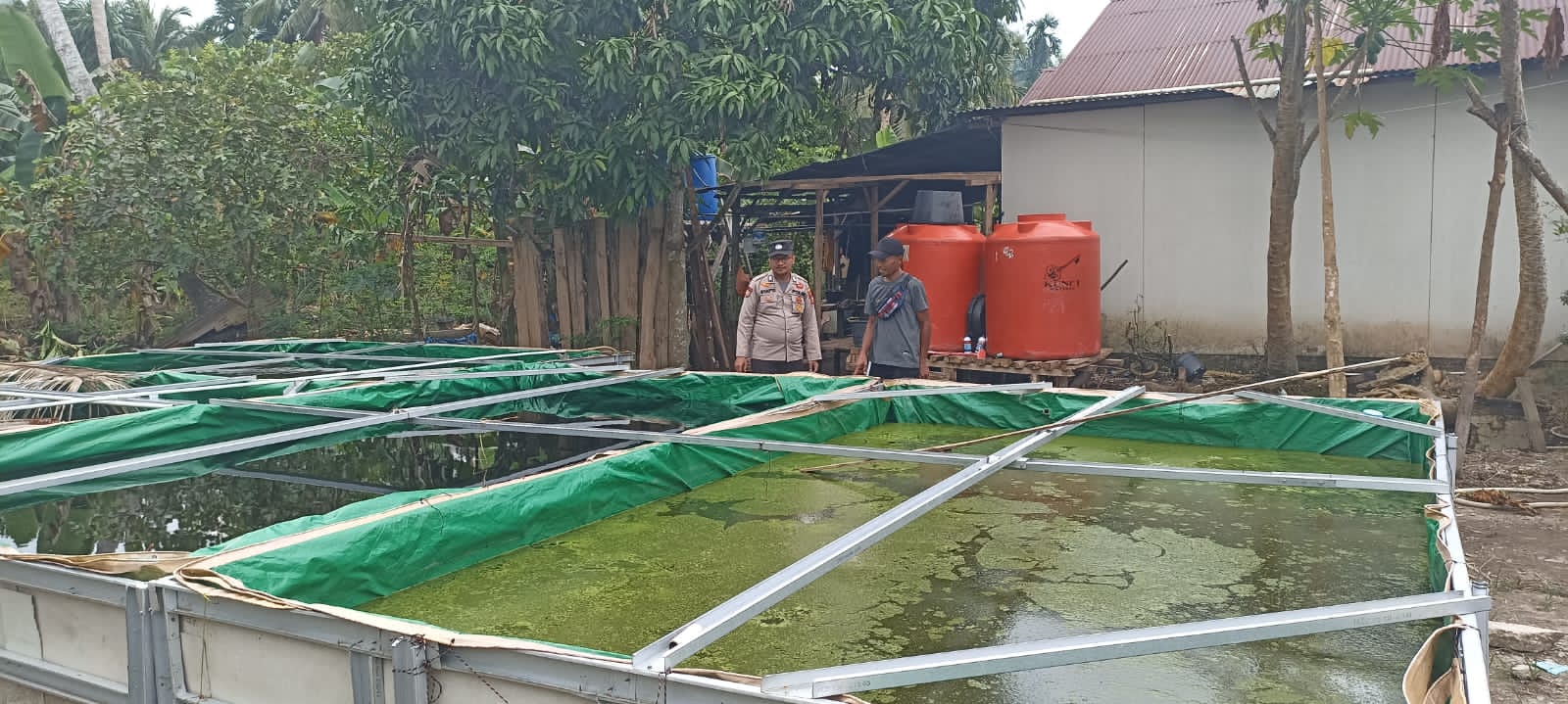 Bhabinkamtibmas Polsek Pelangiran Awasi Pertumbuhan Bibit Ikan demi Ketahanan Pangan Lokal