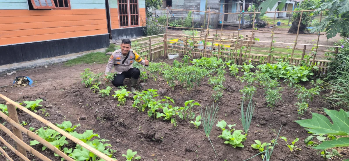 Bhabinkamtibmas Polsek Pelangiran Pantau Fase Vegetatif Tanaman Hortikultura