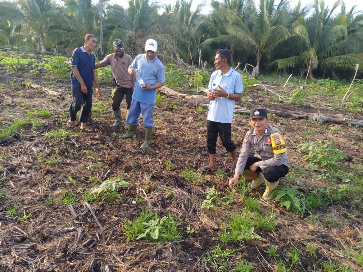 Bhabinkamtibmas Polsek Concong Cek Pemeliharaan  Tanah Pasca Penanaman 