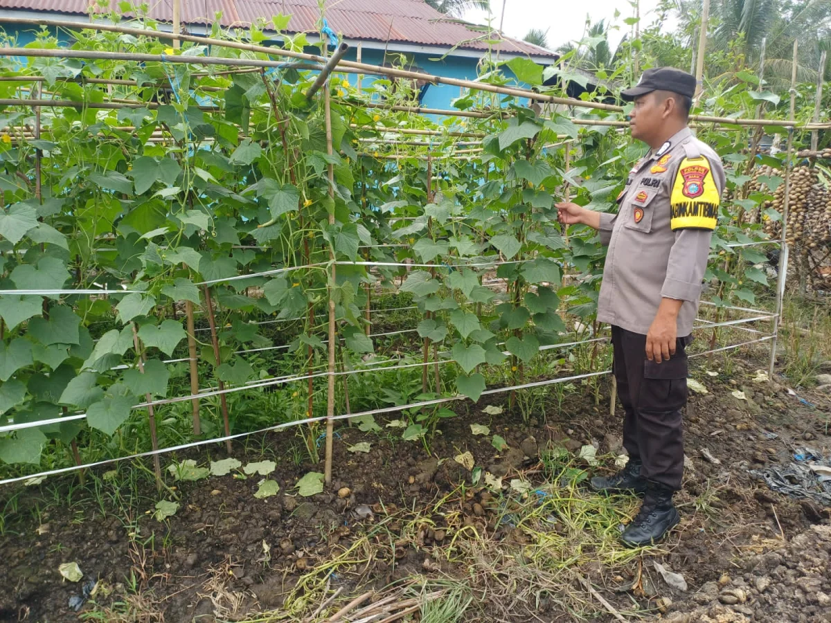 Bhabinkamtibmas Polsek Pelangiran Menjaga Fase Generatif Tanaman Mentimun 