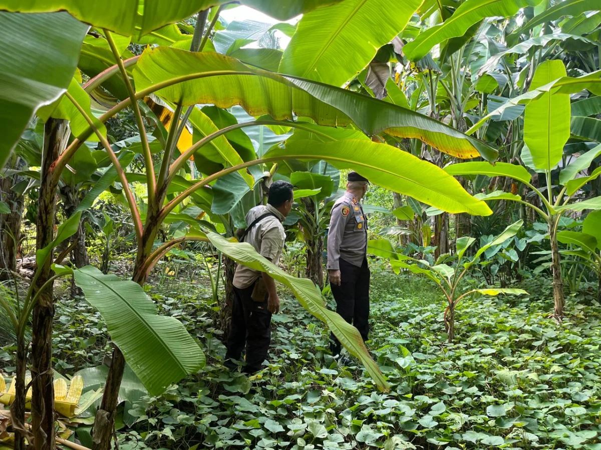 Dari Lahan Setengah Hektar, Polsek Pulau Burung Dukung Mimpi Swasembada Pangan Warga