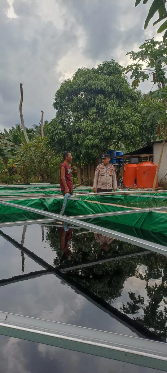 Bhabinkamtibmas Polsek Pelangiran Aktif Dampingi Budidaya Lele dan Mujair, Pertumbuhan Ikan Terpantau Baik