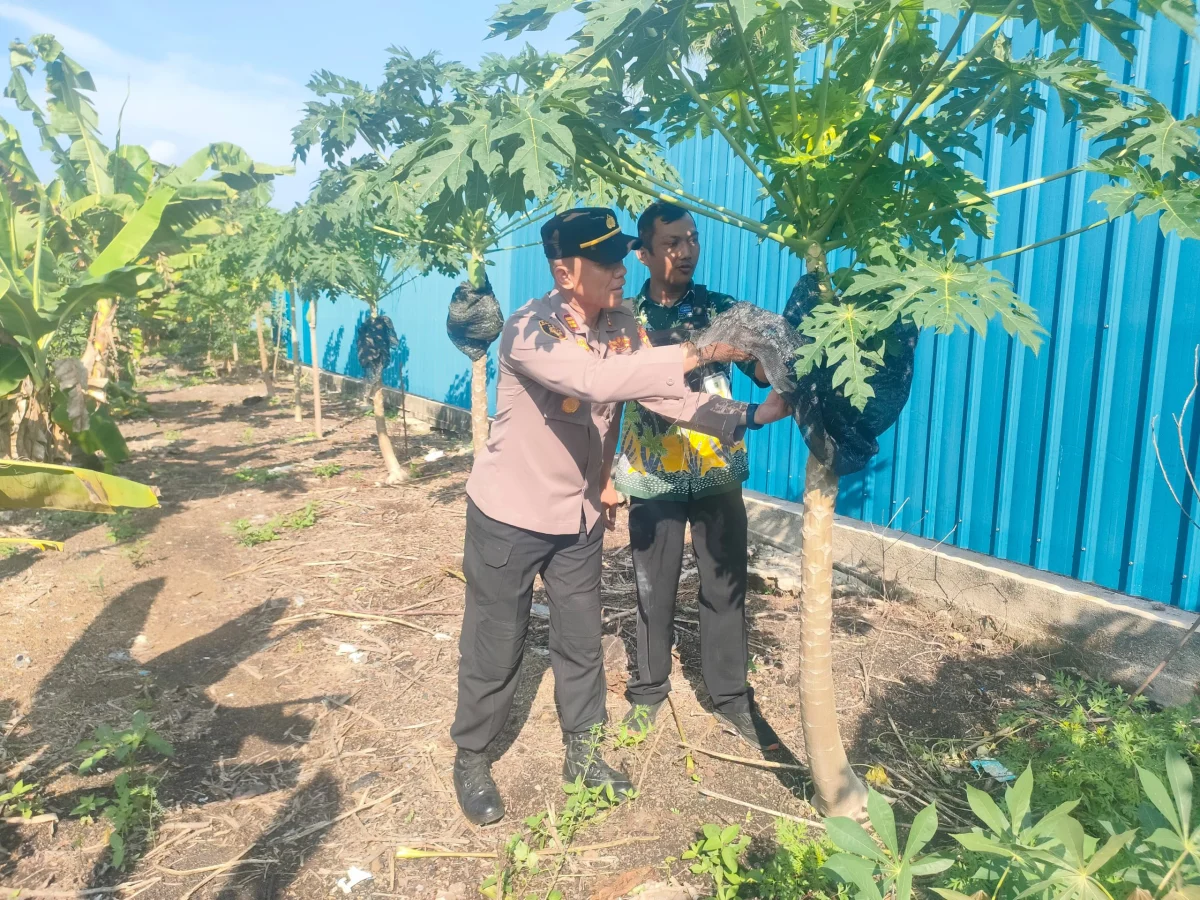 Kapolsek Pulau Burung Terus Memajukan Perkembangan Budidaya Pepaya