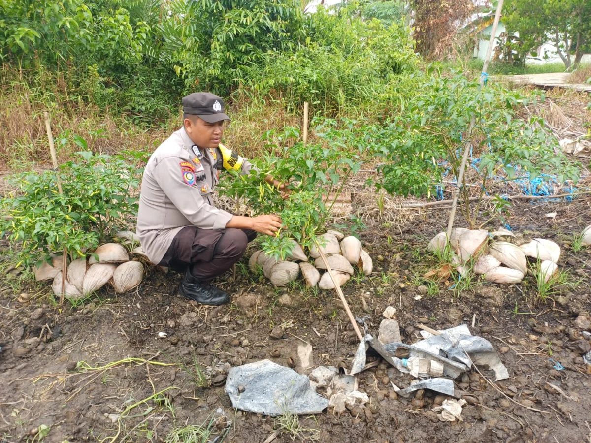 Bhabinkamtibmas Pelangiran Pantau Pertumbuhan Cabai dan Berikan Pupuk Demi Hasil Panen Optimal