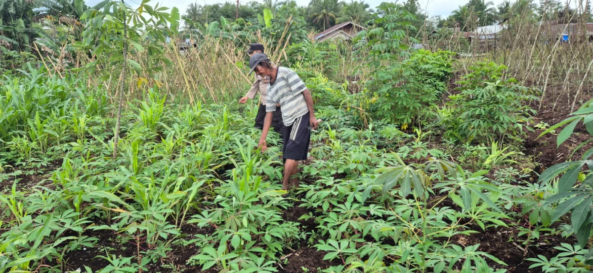 Dukung Program Ketahanan Pangan, Bhabinkamtibmas Polsek Pelangiran Monitoring Kebun Hortikultura Warga