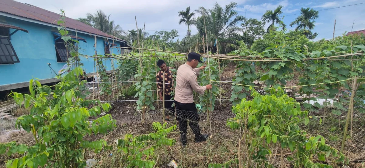 Bhabinkamtibmas Polsek Pelangiran Monitoring Kerataan Pertumbuhan Kebun Sayuran Poktan 
