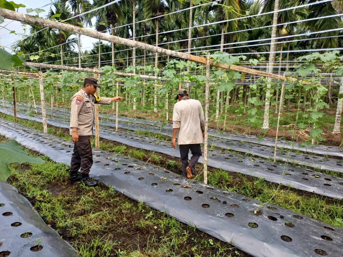 Bhabinkamtibmas Polsek Pelangiran Aktif Dampingi Petani, Tanaman Gambas Warga Tumbuh Subur