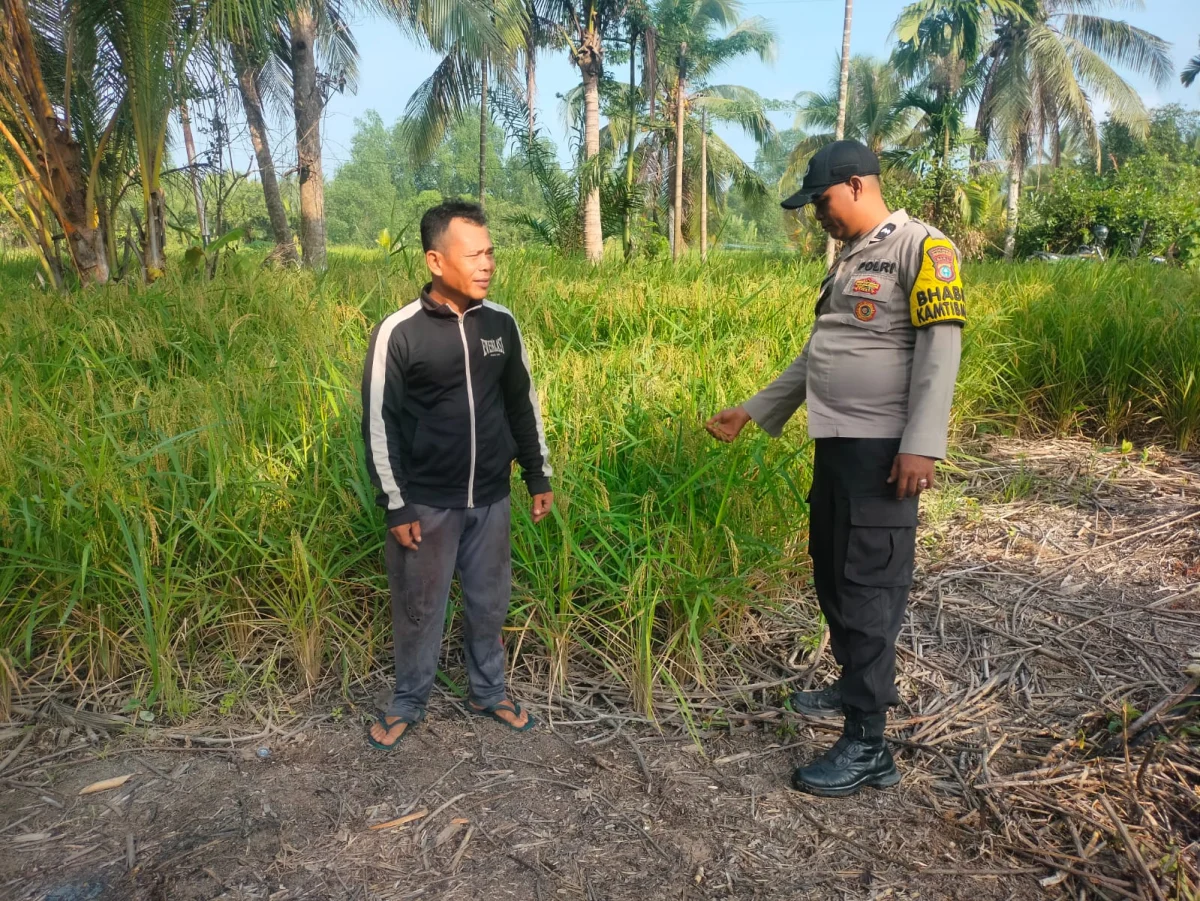 Identifikasi Potensi Kekeringan Akibat El Nino, Bhabinkamtibmas Polsek Batang Tuaka Dampingi Petani Padi di Desa Junjangan