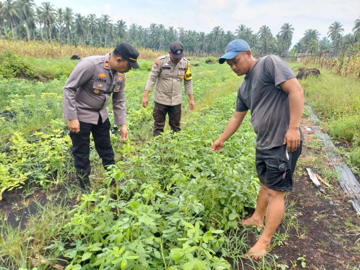 Kapolsek Pelangiran Kembangkan Komoditas Polong-Polongan di Desa Rotan Semelur