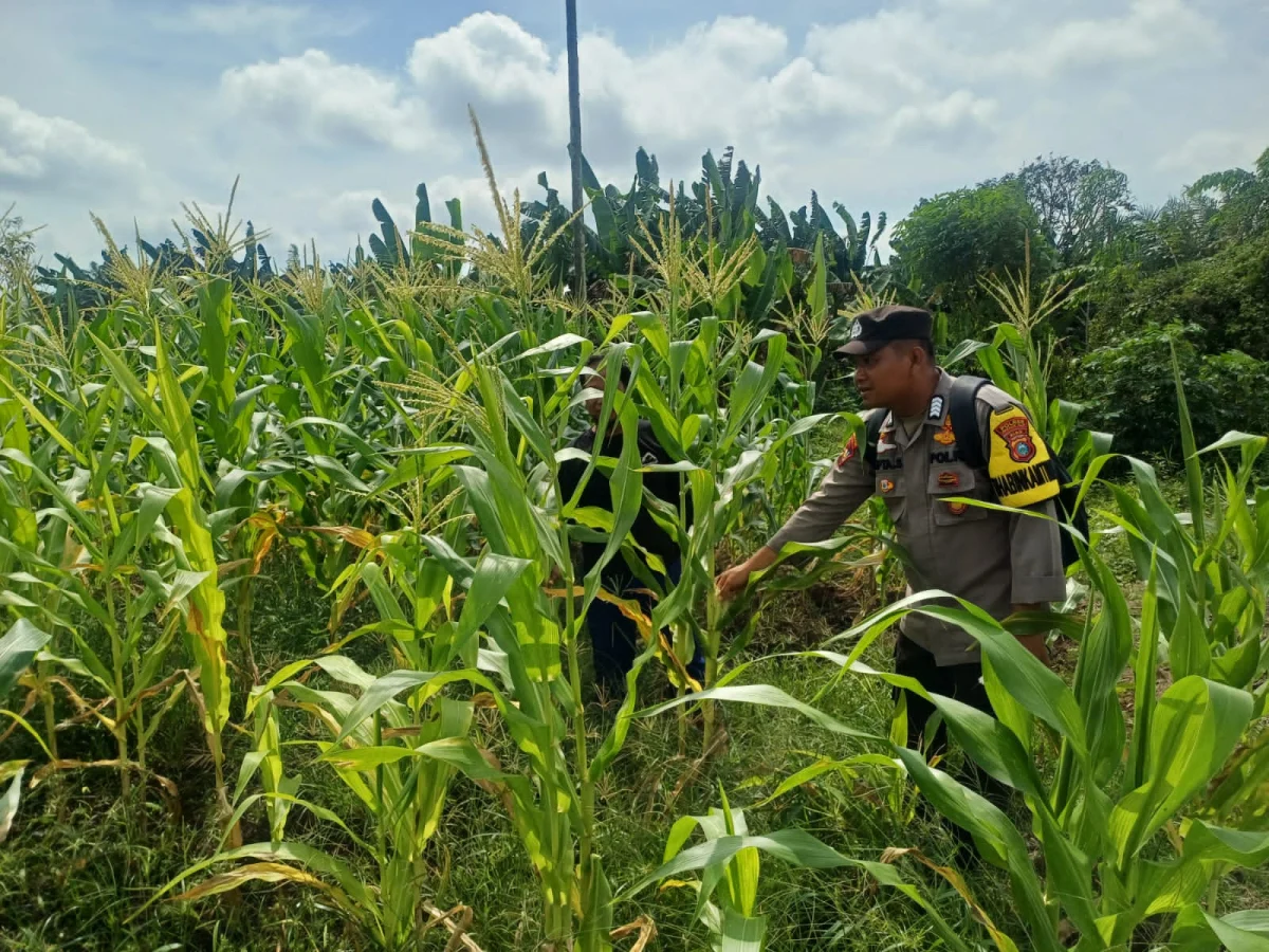 Kapolsek Iwan Saputra: Polri Hadir Dukung Petani Melalui Pemantauan Tanaman Jagung