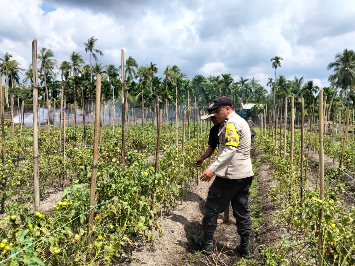 Tinjau Kebun Tomat Warga, Bhabinkamtibmas Polsek Pulau Burung Perkuat Ketahanan Pangan di Pedesaan
