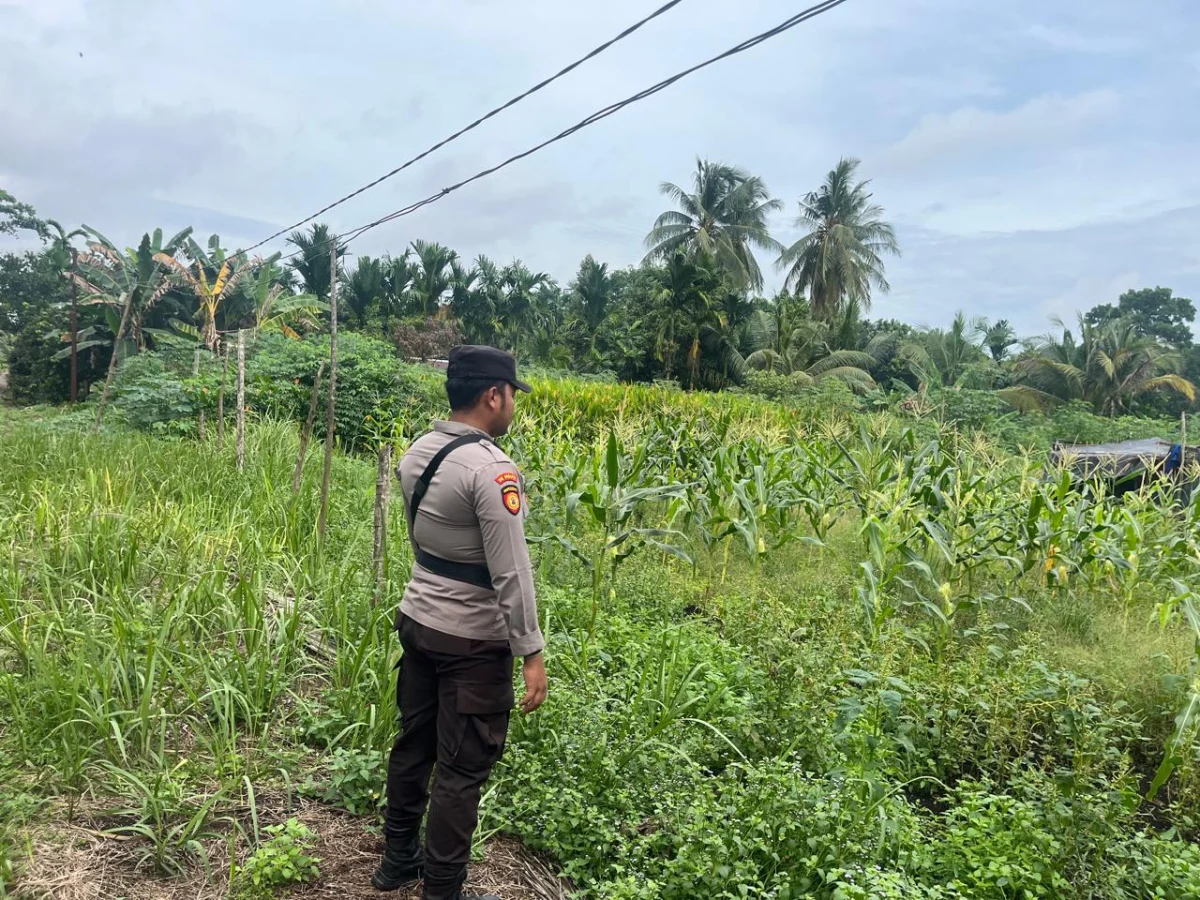 Bhabinkamtibmas Polsek Pulau Burung Pantau Progres Tanaman Jagung Dukung Program Asta Cita Ketahanan Pangan